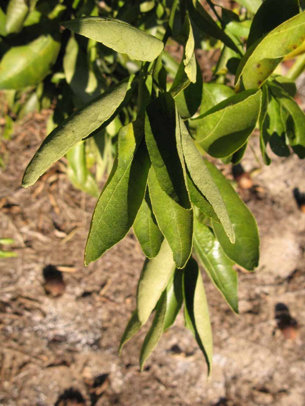            Sun leaves (Winter Haven, FL)   